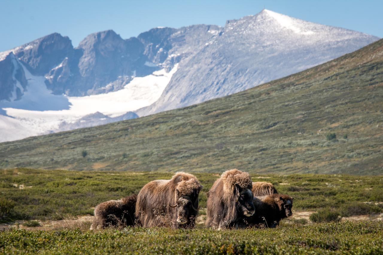 Furuhaugli Fjellhytter Vålåsjø Exterior foto